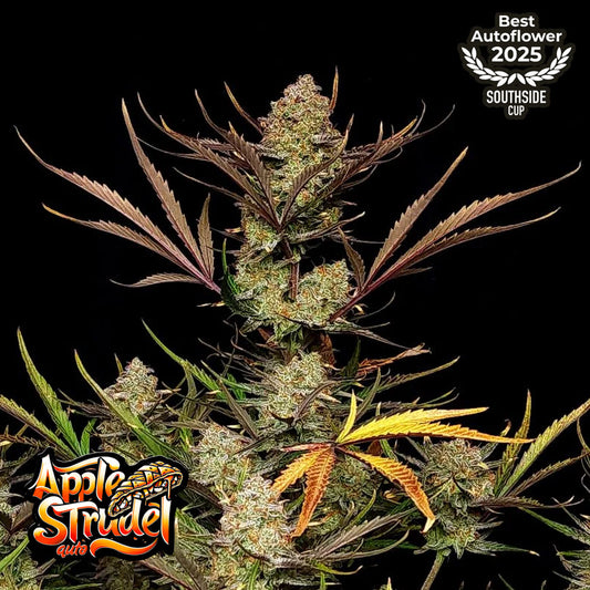 Apple Strudel Auto Feminized Seeds | FastBuds