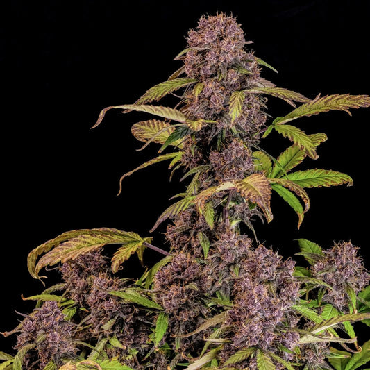 Lemon Cherry Cookies Auto Feminized Seeds | FastBuds