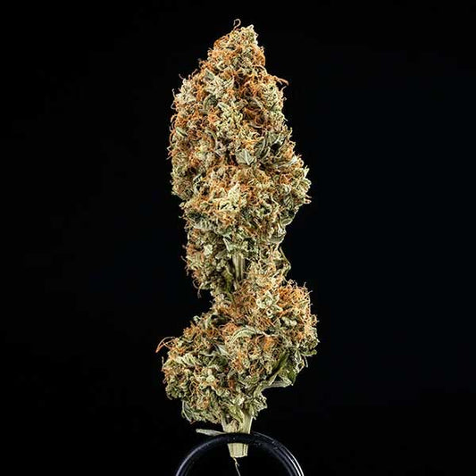 Epsilon F1 Hybrids | Royal Queen Seeds